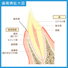 歯の拡大図